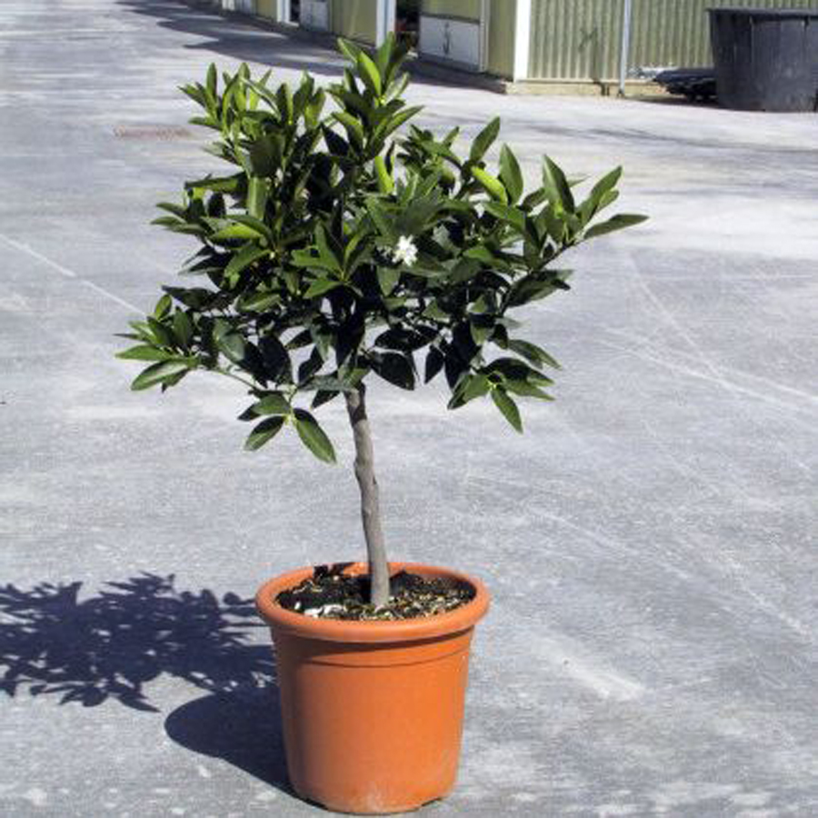 Kumkvat / koktélmandarin Citrus fortunella 'Kumquat'